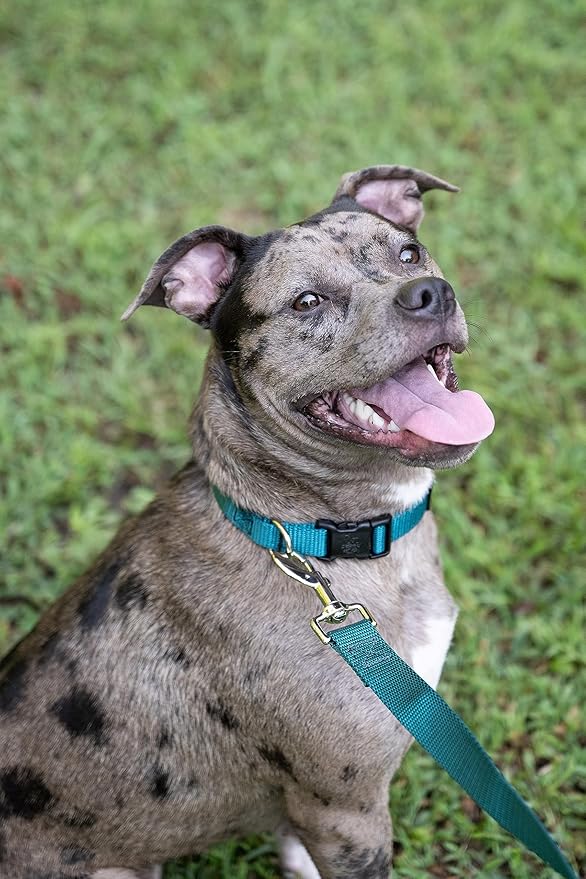 Country Brook Petz - American-Made Dog Collar for Large, Medium, and Small Dogs and Puppies - Deluxe Heavy Duty Nylon in 33 Dazzling Colors (Extra Small, 3/8 Inch Wide, Teal)