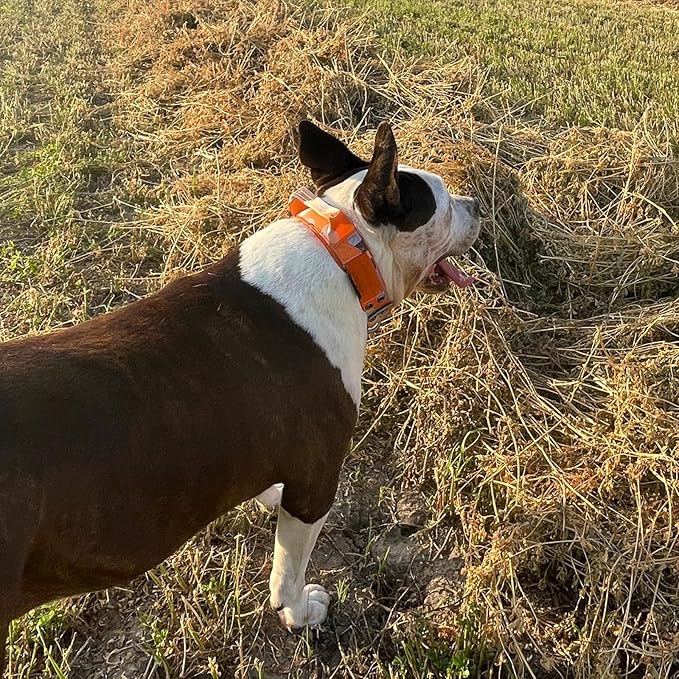 ADITYNA Heavy Duty Dog Collar for Large Dogs - Camo Orange Collar with Handle for Training, and Walking - Wide, Thick, Tactical, Soft Neoprene Padded