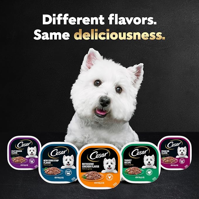 Cesar Filets in Gravy Adult Wet Dog Food, Rotisserie Chicken Flavor, 3.5 oz. (24 Count, Pack of 1)
