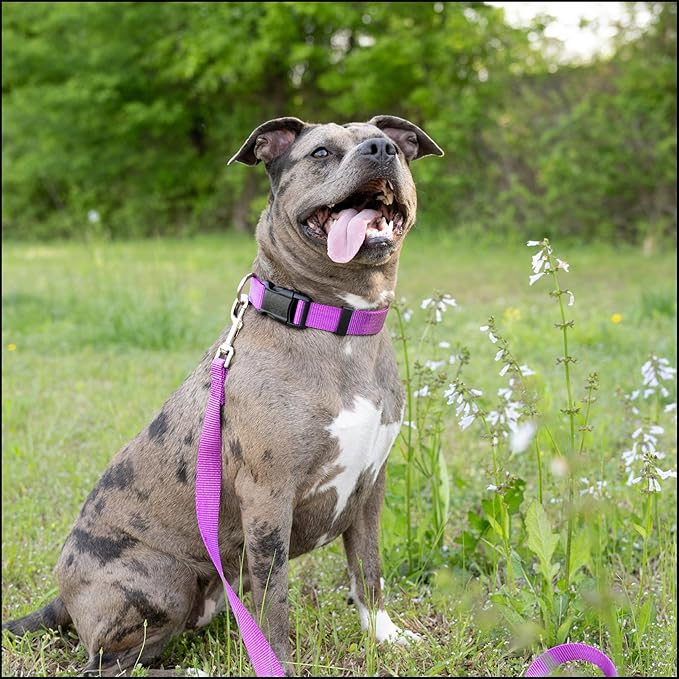 Country Brook Petz - American-Made Dog Collar for Large, Medium, and Small Dogs and Puppies - Deluxe Heavy Duty Nylon in 33 Dazzling Colors (Large, 1 Inch Wide, Bright Purple)