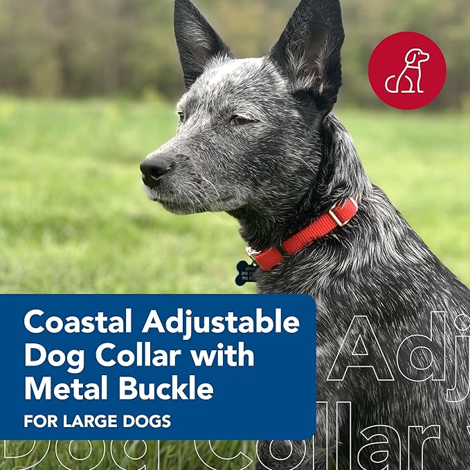 CCoastal Pet Adjustable Dog Collar with Metal Buckle - Comfortable Fade-Resistant Dog Collar with Snap Lock - Perfect for Walking & Tie Outs - Red - 5/8" x 10"-14"
