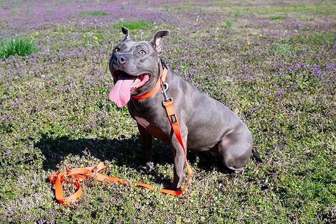 Country Brook Petz - American-Made Dog Collar for Large, Medium, and Small Dogs and Puppies - Deluxe Heavy Duty Nylon in 33 Dazzling Colors (3XS, 3/8 Inch Wide, Hot Orange)