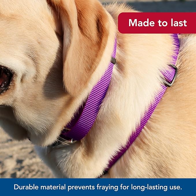 Coastal Pet Adjustable Dog Collar with Metal Buckle - Comfortable Fade-Resistant Dog Collar with Snap Lock - Perfect for Walking & Tie Outs - Purple - 3/4" x 14" - 20"