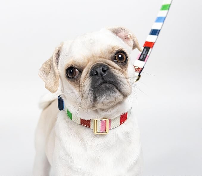 kate spade new york Cute Dog Collar with Gold Metal Details & Plastic Buckle, 10.5” to 13.5” Adjustable Dog Collar for Female or Male Dogs, Small to Medium Dogs (Adventure Stripe)