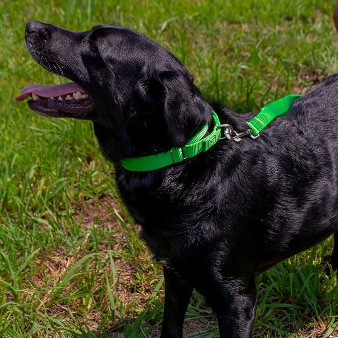 Country Brook Petz Martingale Dog Collar - Heavy-Duty Training Collar with No Buckle - Service Dog Collar for All Pups - Vibrant, Colorful Collection (Hot Green, 1 Inch, Medium)
