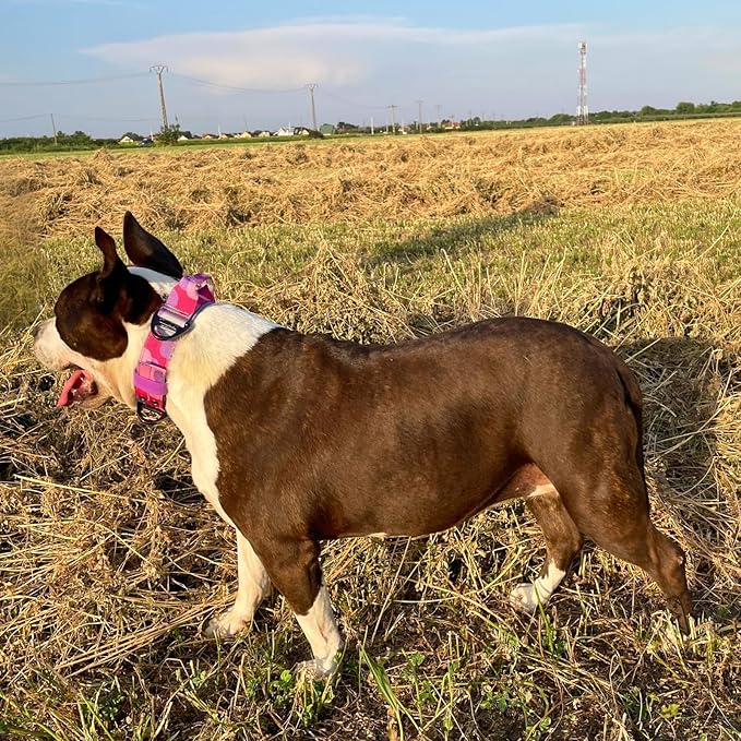 ADITYNA Heavy Duty Dog Collar for Medium Dogs - Camo Pink Purple Collar with Handle for Training, and Walking - Wide, Thick, Tactical, Soft Neoprene Padded