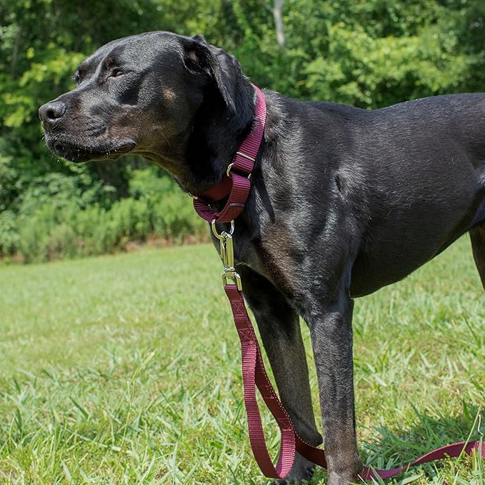 Country Brook Petz Martingale Dog Collar - Heavy-Duty Training Collar with No Buckle - Service Dog Collar for All Pups - Vibrant, Colorful Collection (Burgundy, 1 Inch, Large)