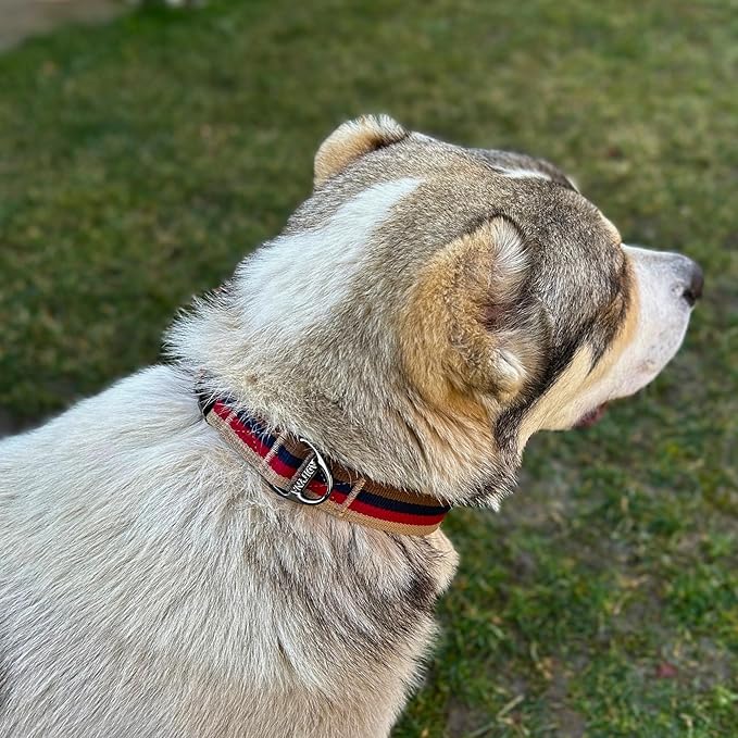 ADITYNA Cotton Dog Collar with AirTag Holder - Heavy-Duty Metal Buckle, Breathable, Easy Adjustable for Large & Extra-Large Breeds - for Walking, Training (Vintage Stripes, Fits 19-30" Necks)