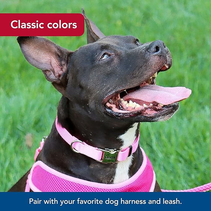 Coastal Pet Adjustable Dog Collar with Metal Buckle - Comfortable Fade-Resistant Dog Collar with Snap Lock - Perfect for Walking & Tie Outs - Neon Pink - 1" x 18" - 26"