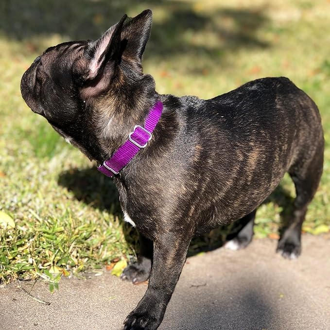Country Brook Petz Martingale Dog Collar - Heavy-Duty Training Collar with No Buckle - Service Dog Collar for All Pups - Vibrant, Colorful Collection (Purple, 3/8 Inch, 2XS)