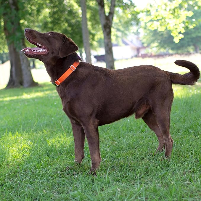 Country Brook Petz Martingale Dog Collar - Heavy-Duty Training Collar with No Buckle - Service Dog Collar for All Pups - Vibrant, Colorful Collection (Orange, 3/8 Inch, 2XS)