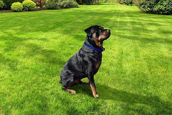 Extreme Dog Fence Stubborn Dog Fence Dog Collar with Large and Medium Set of Contacts for Dogs That Need Stronger Correction Levels Than Standard E-Collar…