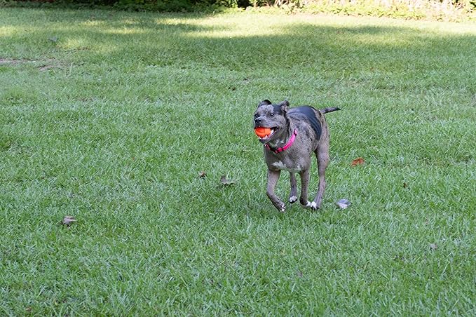 Country Brook Petz - American-Made Dog Collar for Large, Medium, and Small Dogs and Puppies - Deluxe Heavy Duty Nylon in 33 Dazzling Colors (Large, 1 Inch Wide, Hot Pink)