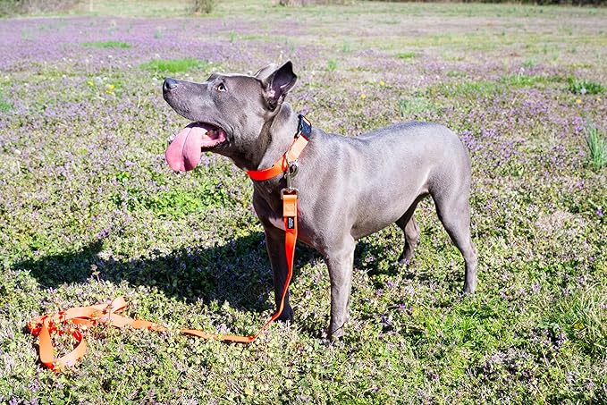 Country Brook Petz - American-Made Dog Collar for Large, Medium, and Small Dogs and Puppies - Deluxe Heavy Duty Nylon in 33 Dazzling Colors (3XS, 3/8 Inch Wide, Hot Orange)