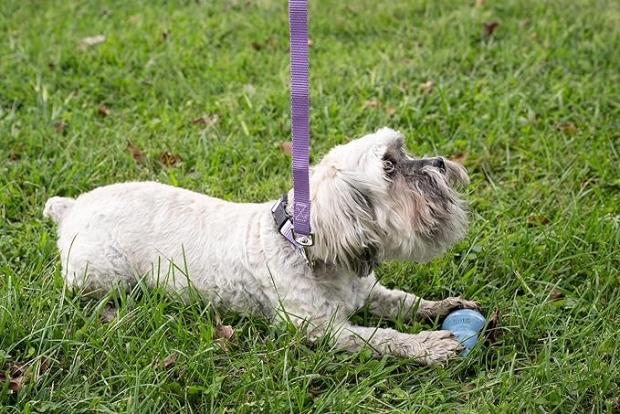 Country Brook Petz - American-Made Dog Collar for Large, Medium, and Small Dogs and Puppies - Deluxe Heavy Duty Nylon in 33 Dazzling Colors (Medium, 3/4 Inch Wide, Lavender)
