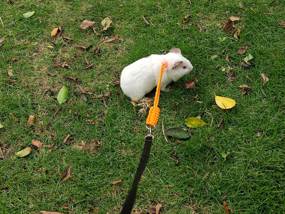 Handmade Figure 8 Harness and Leash for Rabbits/Bunnies/Ferrets/Bearded Dragons/Guinea Pigs/Rats/Chinchillas/Birds/Squirrels/Small Animals.Pack of 2