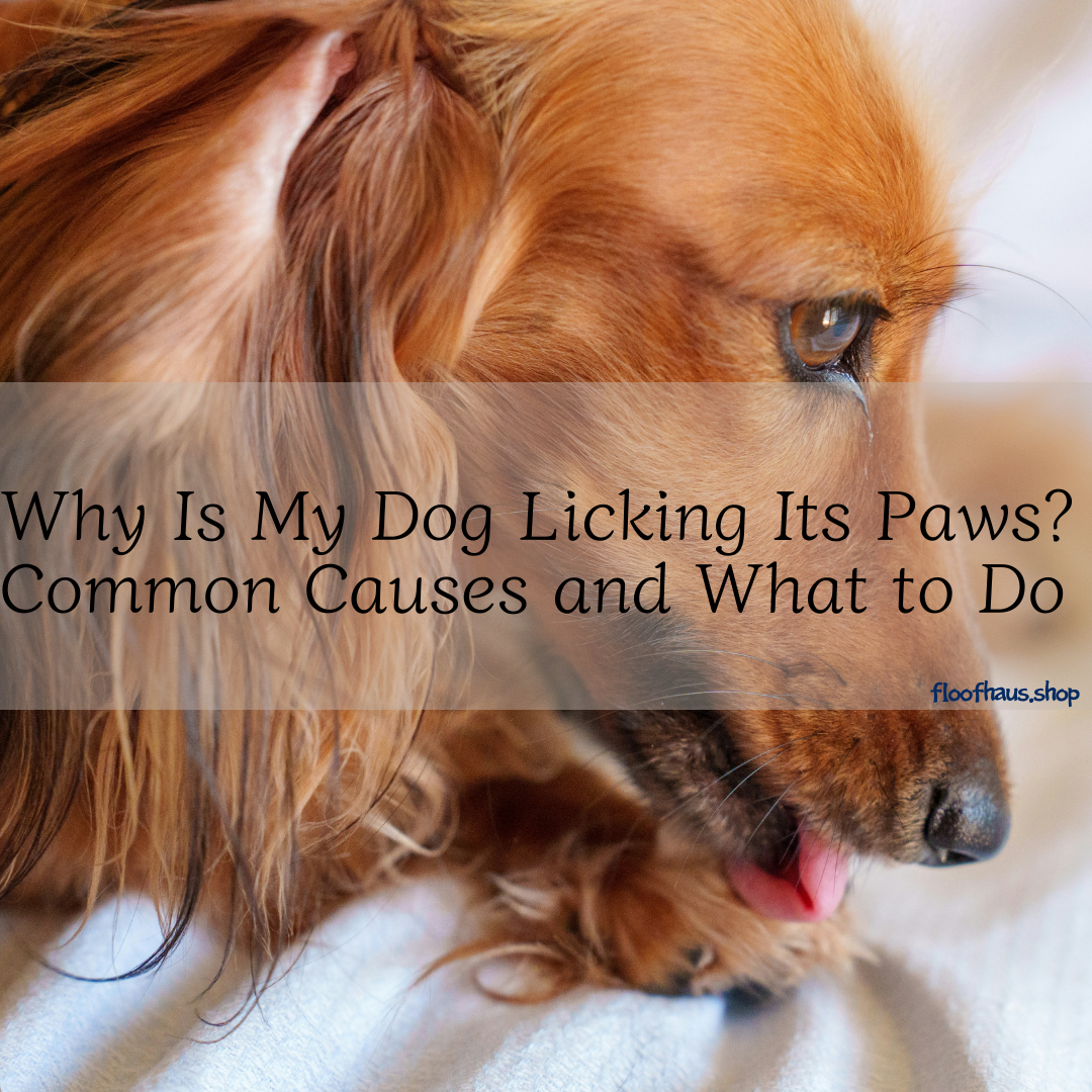 Why Is My Dog Licking Its Paws? Common Causes and What to Do