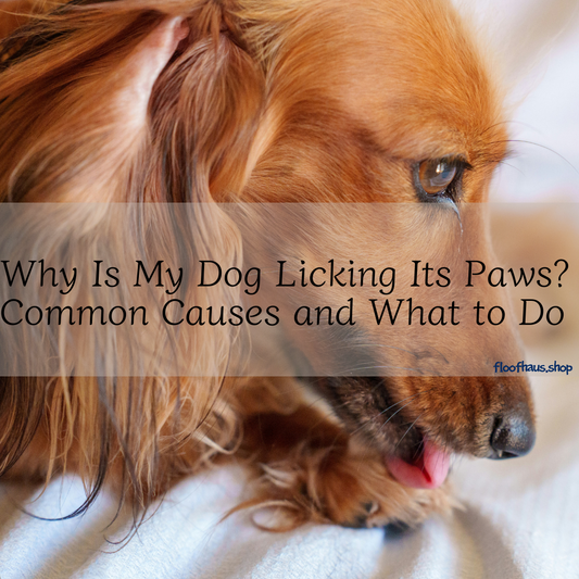 Why Is My Dog Licking Its Paws? Common Causes and What to Do