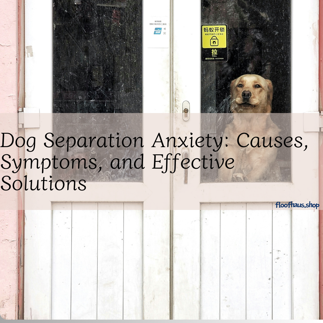 Dog Separation Anxiety: Causes, Symptoms, and Effective Solutions