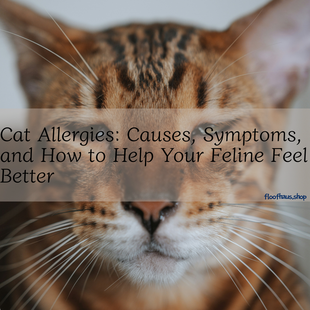 Cat Allergies: Causes, Symptoms, and How to Help Your Feline Feel Better