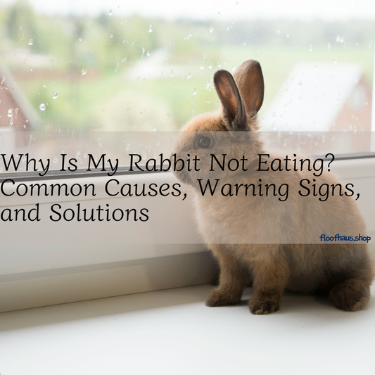 Why Is My Rabbit Not Eating? Common Causes, Warning Signs, and Solutions