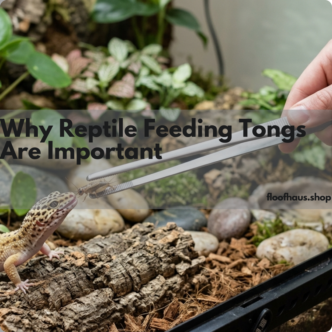 Why Reptile Feeding Tongs Are Important