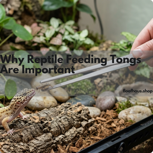Why Reptile Feeding Tongs Are Important