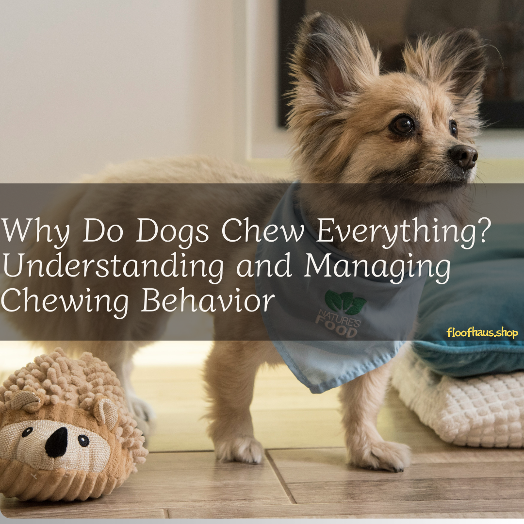 Why Do Dogs Chew Everything? Understanding and Managing Chewing Behavior