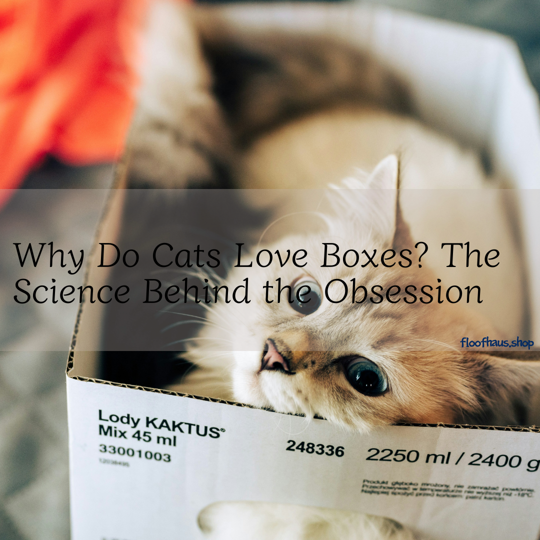 Why Do Cats Love Boxes? The Science Behind the Obsession