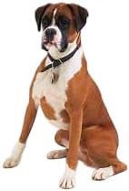 Designer Dog Clothes Sweater Shirt Outfit Small XS Teacup Cute Dogs Puppies French Bulldog Dachshund Chihuahua Cats Maltese Boy Girl (3XL, Chewypawtton)