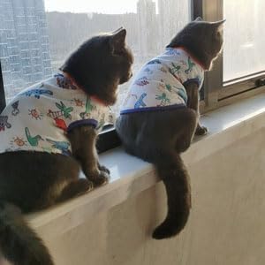 Dog Clothes Puppy Cute Dinosaur Shirt Pet Cotton Shirt Dog Vest Cat Clothes Dogs Boy Girl T Shirts for Small Dog Cat Teacup Chihuahua Yorkie (Dino Vest, X-Large)