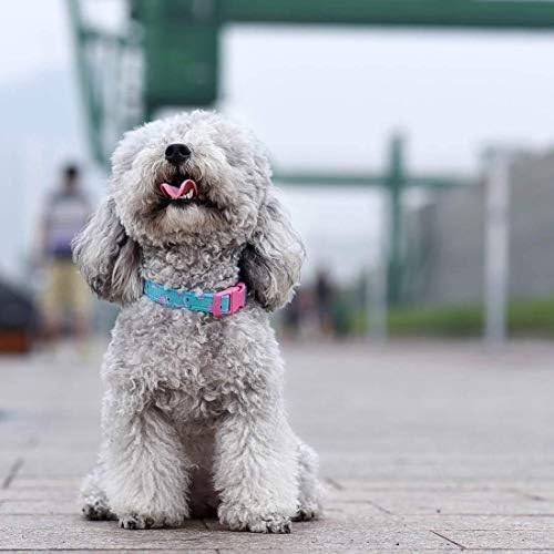 azuza Bowtie Dog Collar, Soft & Comfy Dog Collar with Bow, Fun Patterns & Bright Color for Small Dogs