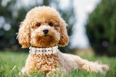 Dog Collars with Pearls, Beaded Cat Collar Pu Leather Puppy Necklace with Crystal Rhinestone Diamond for Girl Kitten XXSmall Small Medium Female Dogs Jewelry Wedding & Birthday Party, M, White