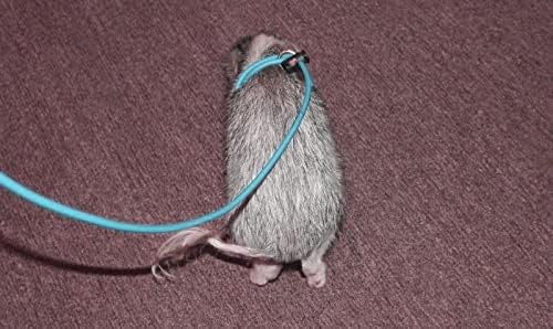 Mini Pig Harness & Leash -Adjustable- 12' in Length -Also fits Pot Bellied Pigs and Other Animals - Ferrets, Rabbits, Dogs, Cats (Teal)