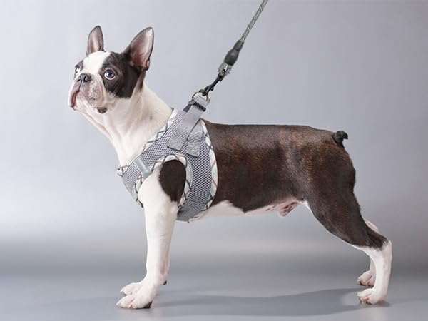 BEAUTYZOO Dog Harness and Leash Set for Small Medium Dogs,No Pull Step-in Harness for Puppy S M Sized Dogs and Cats,Air Mesh Adjustable Breathable Soft No Chock Escape Proof Vest Harnesses,Grey L