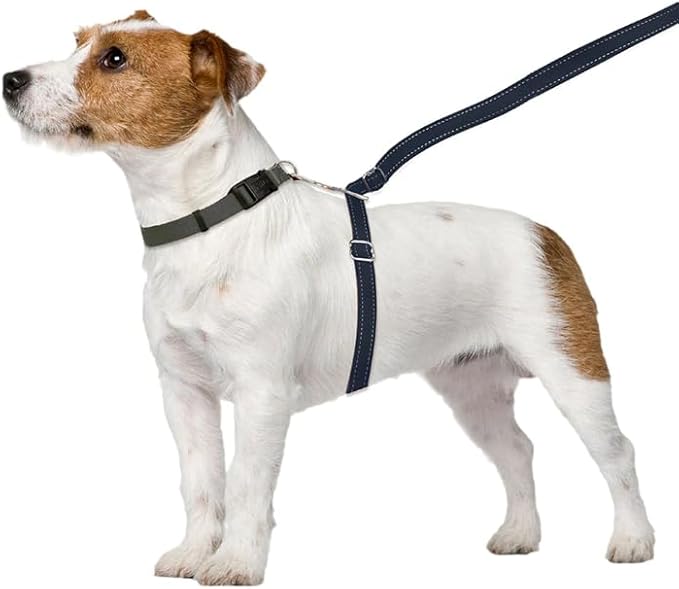 No-Pull Dog Leash (Small (12 to 25 lbs), Black)