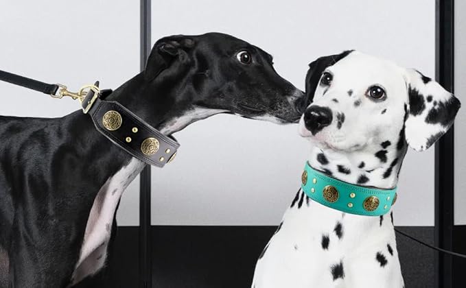 Leather Dog Collar for Medium Dogs, 2" Wide Durable Thick Strong Genuine Leather Spike Dog Collar with Metal Buckle, Padded Collar with Studded Design for Girl Boy Dogs (Teal,M)