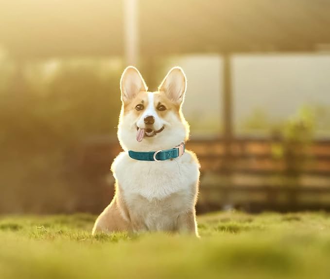 Soft Dog Collar with Metal Buckle Adjustable Durable Comfort Cotton Corduroy Collars for Small Medium Large Dogs Velvet Dog Collars,Dark Green,Medium