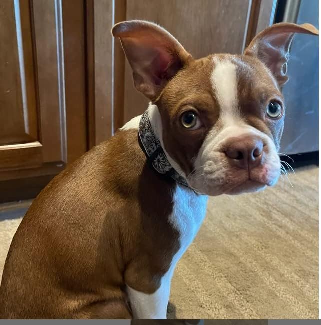 Dog Collars for Small Medium & Large Dogs - Female and Male Patterns on Long Lasting, Adjustable, Strong and Durable, Puppy Quick Release Buckle, White Woven Collar