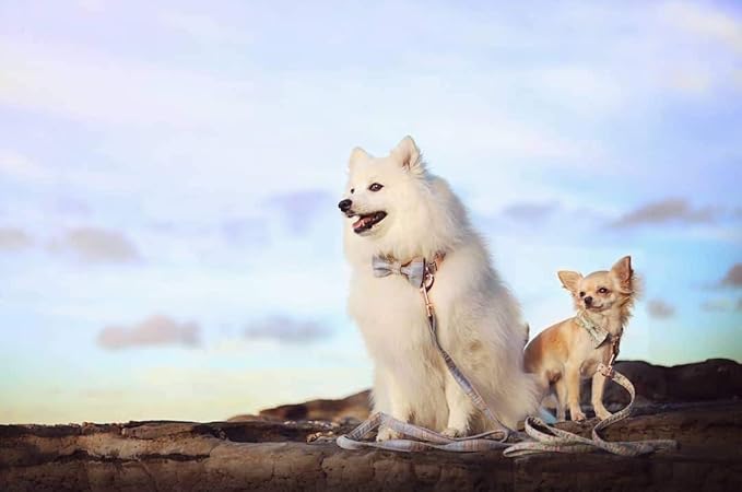 Unique Style Paws Pet Soft &Comfy Bowtie Dog Collar and Cat Collar Pet Gift for Dogs and Cats 6 Size and 7 Patterns