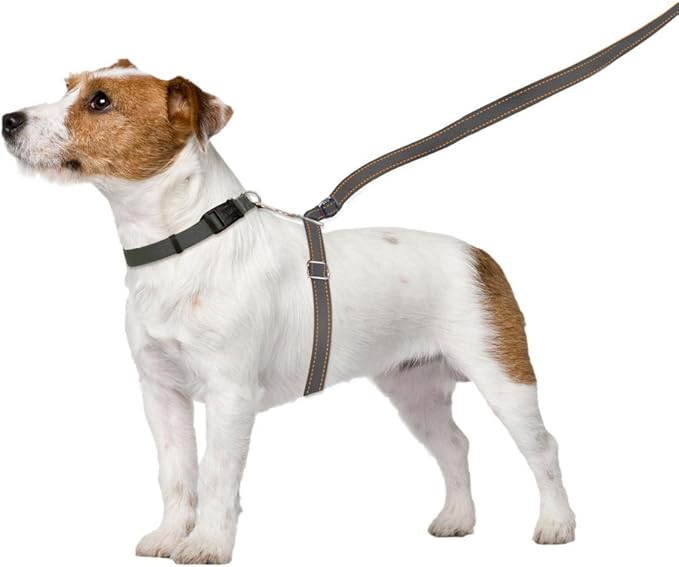 No-Pull Dog Leash (Small (12 to 25 lbs), Grey)