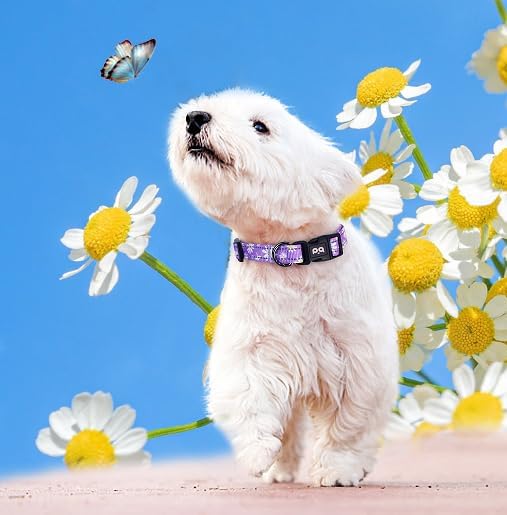 Dog Collar Cute Flower, Reflective Adjustable Basic Collars for Girl Female Small Medium Large Dogs Walking Running(Medium,Purple)