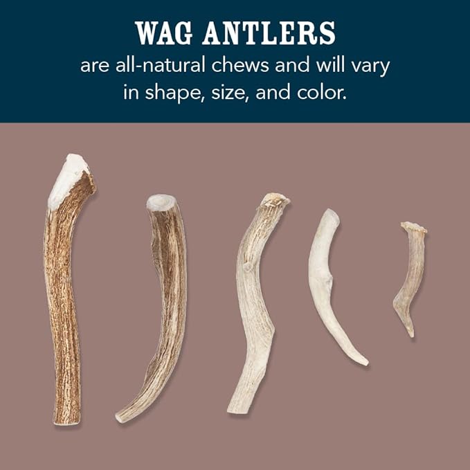 Amazon Brand - Wag Elk Antler - Whole - Long Lasting for Aggressive Chewers - X-Large 9.5-10.5 inches (Best for Dogs over 45 lbs)