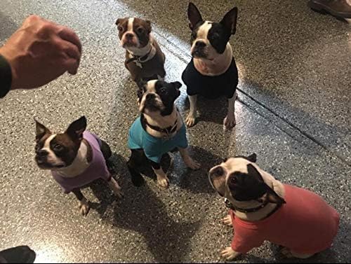 Lovelonglong Bulldog Clothes Dog Clothing Blank T-Shirt Tee Shirts for French Bulldog English Bulldog American Pit Bull Pugs 100% Cotton Skin Care Violet B-L