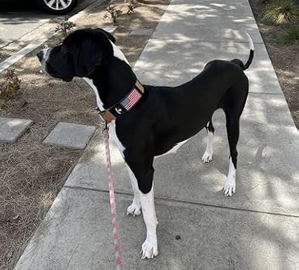 Tactical Dog Collar 2 Inch Wide Thick Heavy Duty Military Style with Metal Buckle, Adjustable for Medium - Large Breeds, Durable K9 Training Gear with Patch Area, USA Flag Patch, Strong and Secure Fit