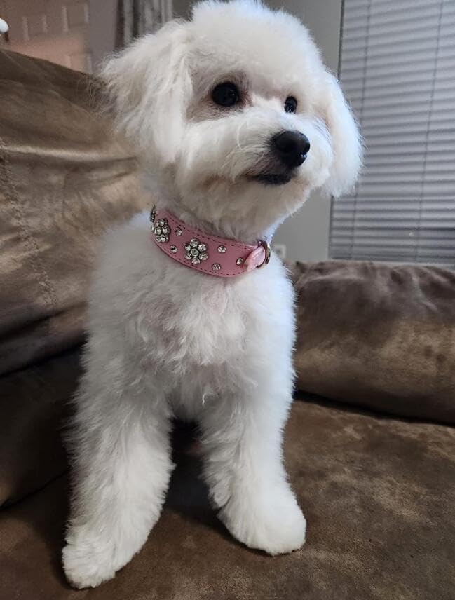 Cute Flower Rhinestone Dog Collar, Bling Collar PU Leather, Adjustable Sizes S, M, L (Hot Pink)