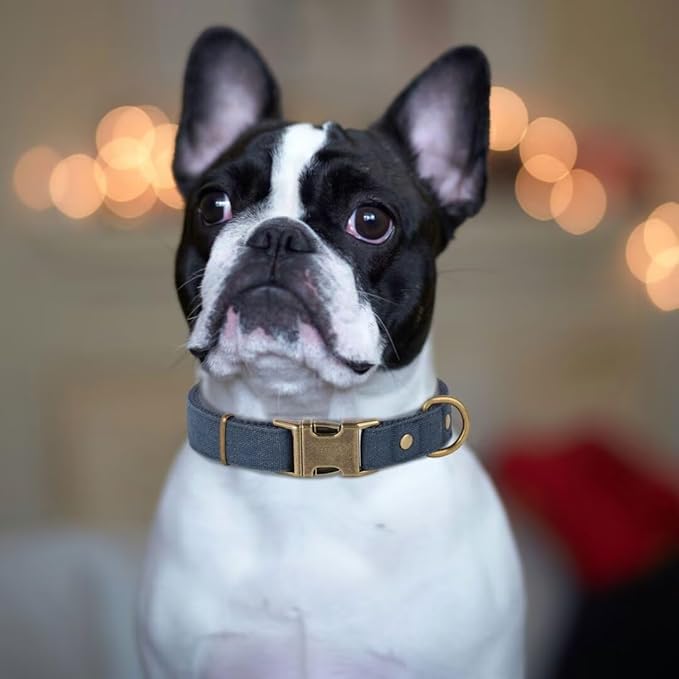 PET ARTIST Dog Collars for Small Dogs, Heavy Duty Dog Collar with Quick Release Metal Buckle, Soft Padded Nylon, Durable & Adjustable for Boy Gifts, Blue, S (Fit 10-16")