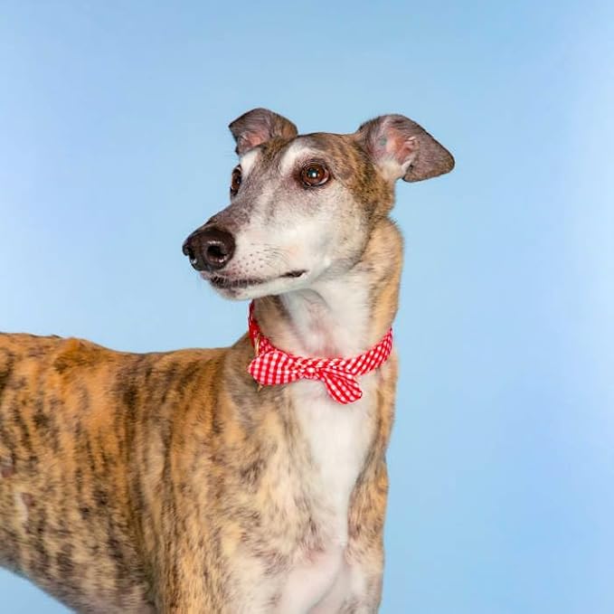 Dolly Doggy Parton Dog Harnesses and Leash/Collar Set Collection, Red Gingham Collar Leash Set, Medium