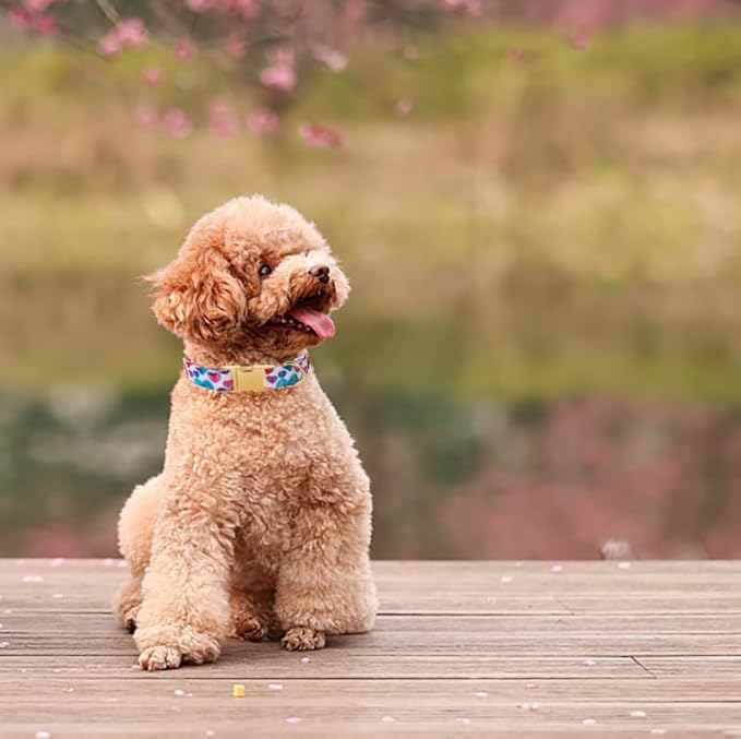 Lionet Paws Valentine Dog Collar, Heavy-Duty Cute Colorful Heart Pattern Pet Collar with Metal Buckle for Puppy and Cats, X Small, Neck 8-12 inches