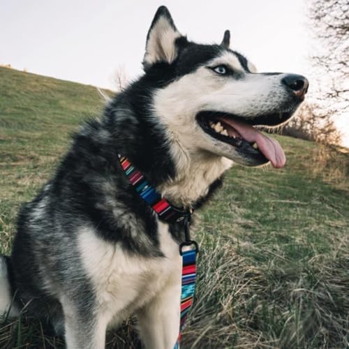 Wolfgang Heavy Duty Martingale Dog Collar with Quick Release Nylon Buckle for Walking & Training, Quetzal Print, Large